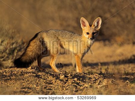 Cape fox (Vulpes chama), Kalahari desert, South Africa