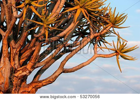 Branches of a quiver tree (Aloe dichotoma) in early morning light, Namibia, southern Africa