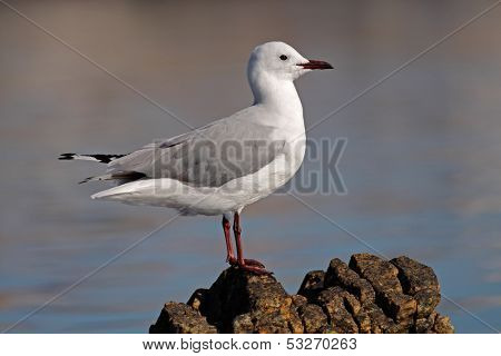 A Hartlaub's gull (Larus hartlaubii) perched on a rock, South Africa