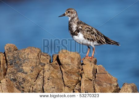 A Turnstone (Arenaria interpres) perched on a rock, South Africa
