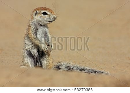 Ground squirrel (Xerus inaurus), Kalahari desert, South Africa