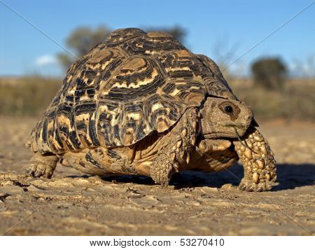 Mountain tortoise (Geochelone pardalis), Kalahari desert, South Africa