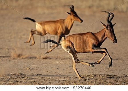 Red hartebeest (Alcelaphus buselaphus) running, Kalahari desert, South Africa