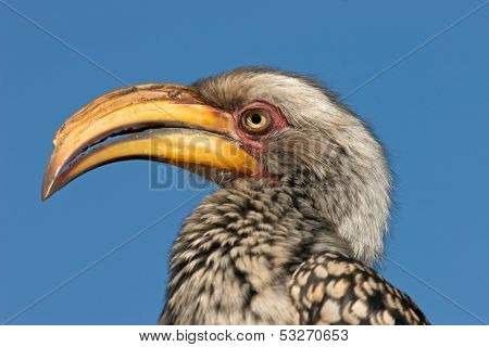 Portrait of a yellow-billed hornbill (Tockus flavirostris) against a blue sky, South Africa