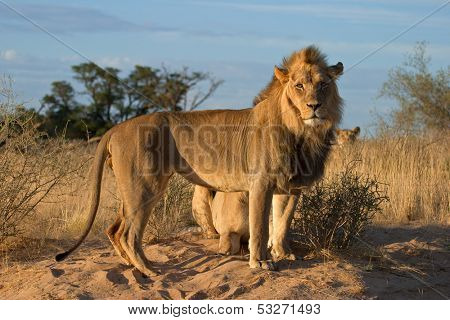 African lions (Panthera leo), Kalahari desert, South Africa
