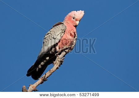 Galah Cockatoo (Cacatua roseicapilla), Kakadu National Park, Northern territory, Australia