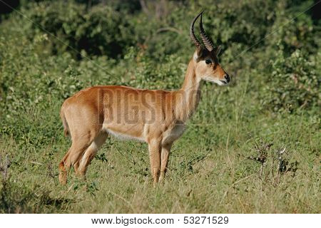 A male puku antelope (Kobus vardonii), Chobe National Park, Botswana, southern Africa