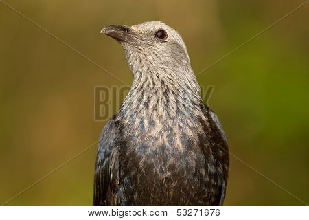 Portrait of an Red-winged starling (Onychognathus morio), South Africa