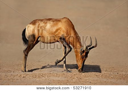 Red hartebeest (Alcelaphus buselaphus), Kalahari desert, South Africa