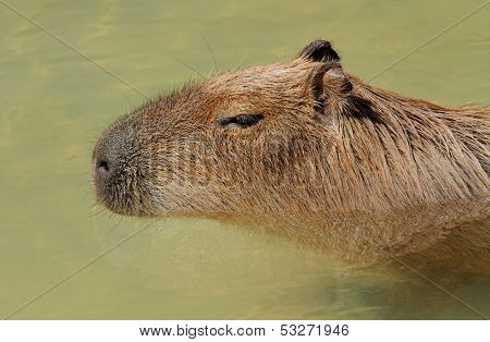 Portrait of a Capybara (Hydrochoerus hydrochaeris) in water, South America