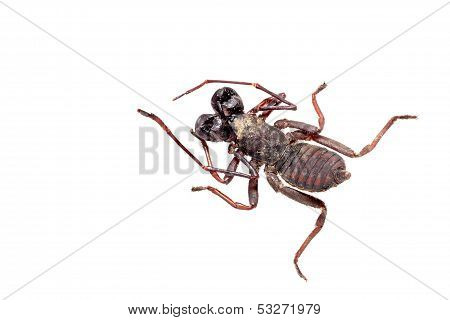 Whip Scorpion Isolated On White.