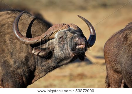 Portrait of an African or Cape buffalo (Syncerus caffer), Addo National park, South Africa