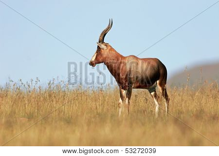 A blesbok antelope (Damaliscus pygargus), South Africa