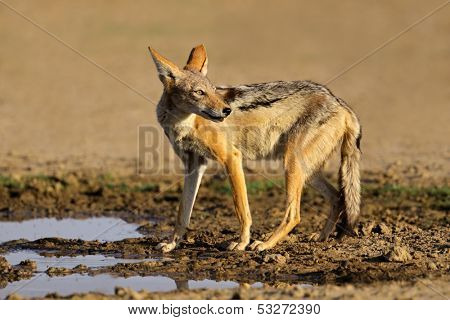 A black-backed Jackal (Canis mesomelas) at a waterhole, Kalahari desert, South Africa