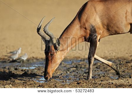 Red hartebeest (Alcelaphus buselaphus) drinking water, Kalahari, South Africa