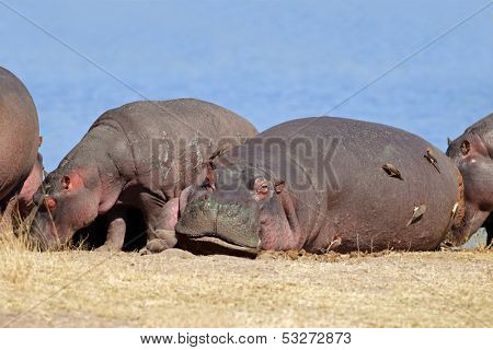 Hippos (Hippopotamus amphibius) with oxpecker birds, Sabie-Sand nature reserve, South Africa