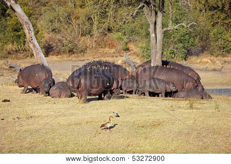 Hippo family (Hippopotamus amphibius) with oxpecker birds, Sabie-Sand nature reserve, South Africa