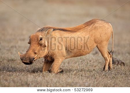 A warthog (Phacochoerus africanus) feeding on grass, South Africa