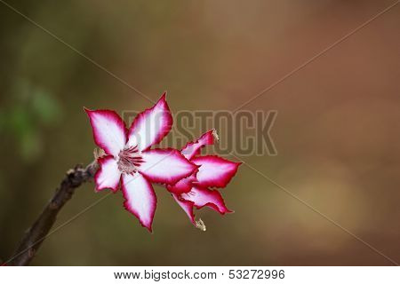 Colorful flower of an Impala lily (Adenium multiflorum) - a rare and endangered plant from southern Africa