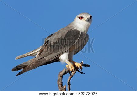 Black-shouldered kite (Elanus caeruleus) perched on a branch, Kalahari, South Africa
