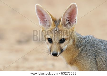 Portrait of a Cape fox (Vulpes chama), Kalahari desert, South Africa