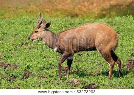Male Bushbuck antelope (Tragelaphus scriptus), Kruger National Park, South Africa