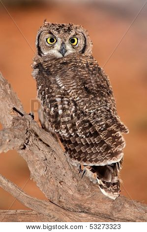 Spotted eagle-owl (Bubo africanus), Kalahari, South Africa