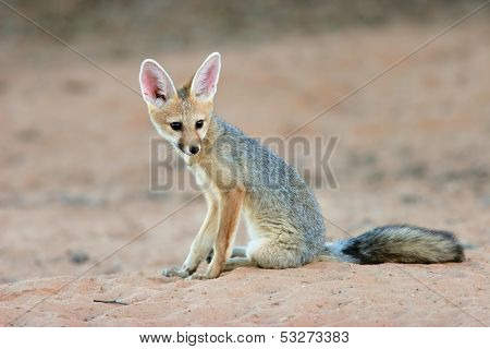 Cape fox (Vulpes chama) sitting, Kalahari desert, South Africa