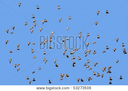Flock of spotted sandgrouse (Pterocles burchelli) in flight, Kalahari desert, South Africa