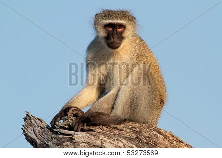 Vervet monkey (Cercopithecus aethiops) sitting in a tree, South Africa