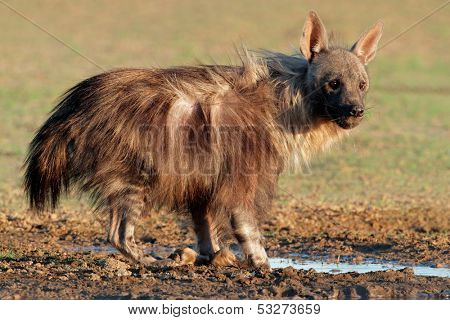 A brown hyena (Hyaena brunnea) at a waterhole, Kalahari desert, South Africa