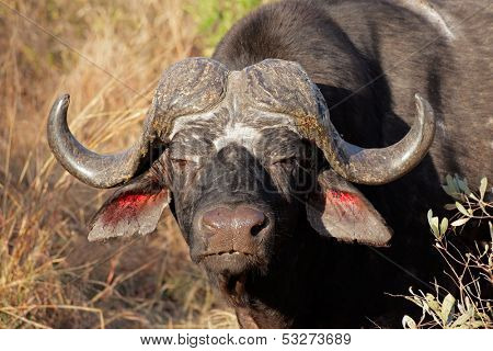 Portrait of a African or Cape buffalo bull (Syncerus caffer), South Africa