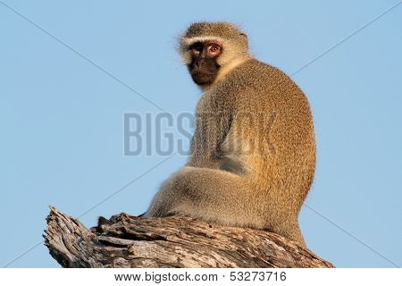 Vervet monkey (Cercopithecus aethiops) sitting in a tree, South Africa