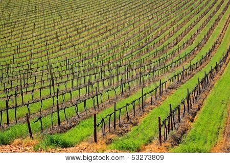 Rows of vines and green grass of a vineyard, Cape Town area, South Africa