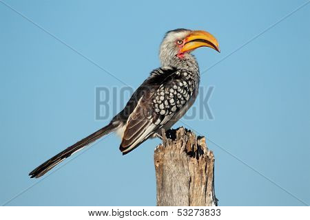 Yellow-billed hornbill (Tockus flavirostris) sitting on a tree stump, southern Africa