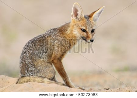 Cape fox (Vulpes chama) sitting outside its den, Kalahari desert, South Africa