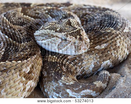 Close-up of a puff adder (Bitis arietans) snake ready to strike