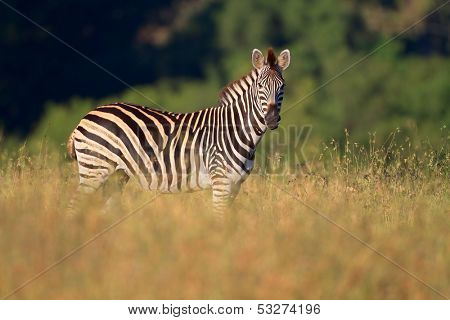 Plains (Burchells) Zebra (Equus burchelli), South Africa