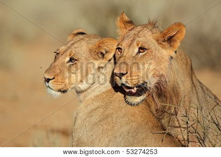 Portraits of two lions (Panthera leo) in affectionate interaction, Kalahari desert, South Africa