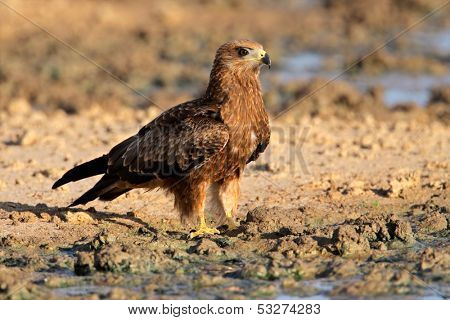 Yellow-billed kite (Milvus aegyptius) sitting on the ground, Kalahari desert, South Africa