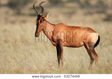 Red hartebeest (Alcelaphus buselaphus), Kalahari desert, South Africa
