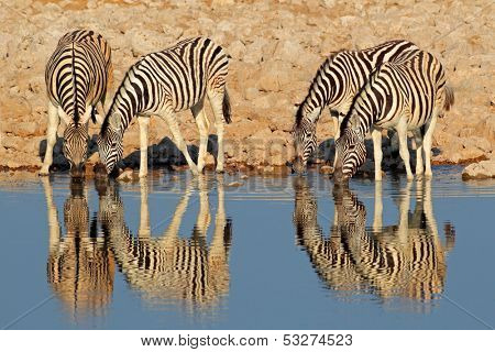 Plains (Burchells) Zebras (Equus burchelli) drinking water, Etosha National Park, Namibia