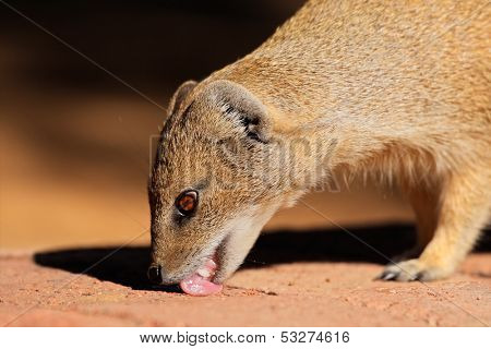 Close-up of a yellow mongoose (Cynictus penicillata), Kalahari desert, South Africa