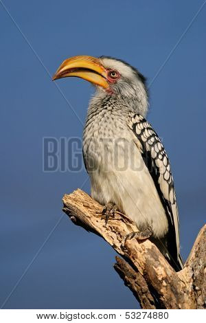 Yellow-billed hornbill (Tockus flavirostris), Kruger National Park, South Africa