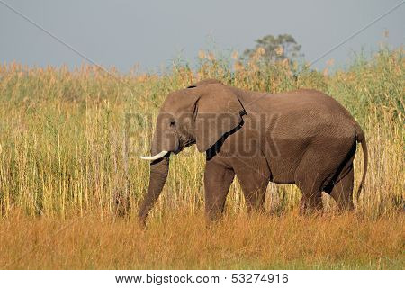 Large African bull elephant (Loxodonta africana), Caprivi region, Namibia 