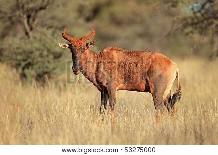 Rare tsessebe antelope (Damaliscus lunatus), South Africa 