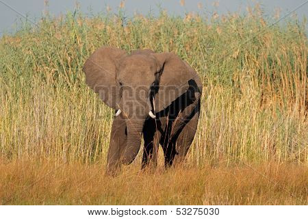 Large African bull elephant (Loxodonta africana), Caprivi region, Namibia 