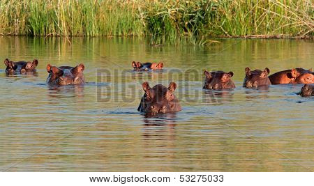 Group of hippopotamus (Hippopotamus amphibius) in water, southern Africa 