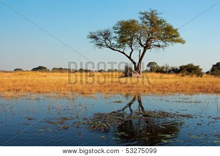 African landscape with an Acacia tree reflected in water, Kwando river, Namibia 