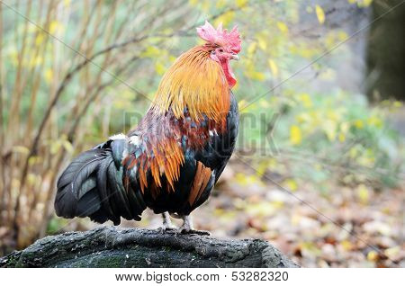 Big Light Brown Cock